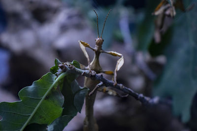 Close-up of a mantis climbing of a tree 