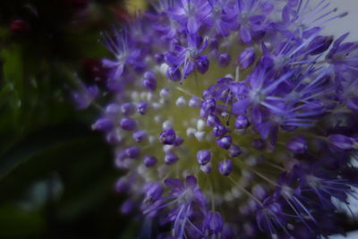 Close-up of purple flowers