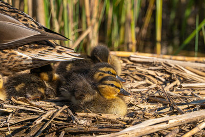 Close up low level water view of duckling mallard chicks chick on nest in reeds