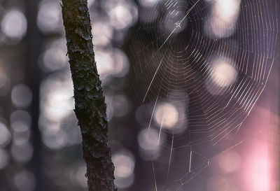 Close-up of spider web