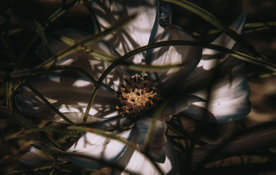 Close-up of flower entwined with vines