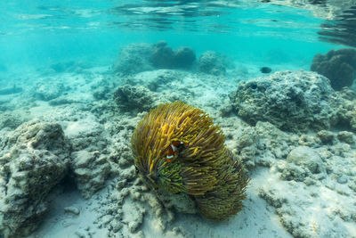 Fish swimming in sea