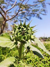 Close-up of flowering plant on field against sky