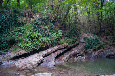 Scenic view of stream flowing in forest
