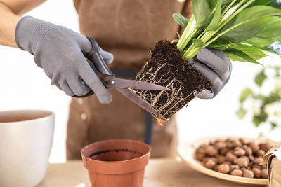 Close up of female gardener hands pruning roots of spathiphyllum