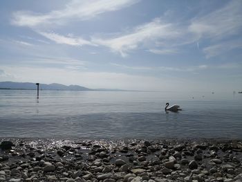 Scenic view of sea against sky with swan 