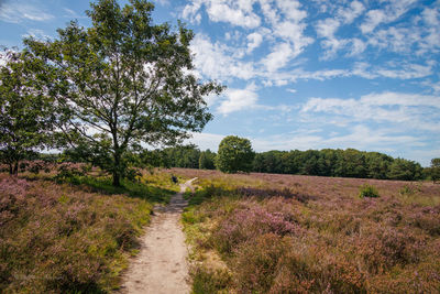 Trees on field against sky