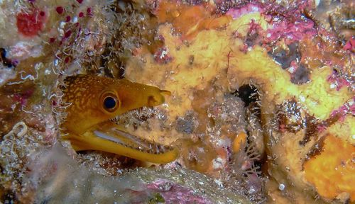 Close-up of fish swimming in water