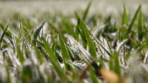 Close-up of frozen plants on field