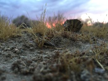 Close-up of grass on field against sky