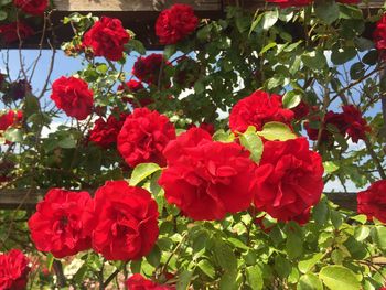 Red flowers blooming in spring