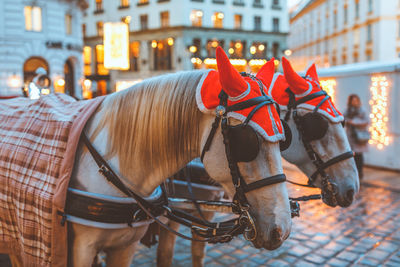 Horses on street