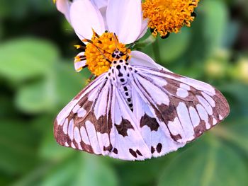Close-up of butterfly on purple flower