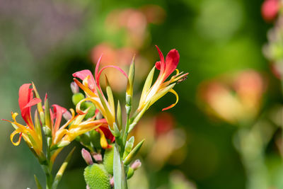 Close-up of red flowering plant