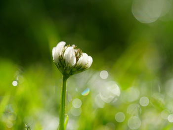 Close-up of white flower