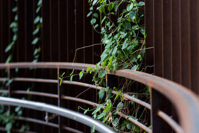 Close-up of plant on railing