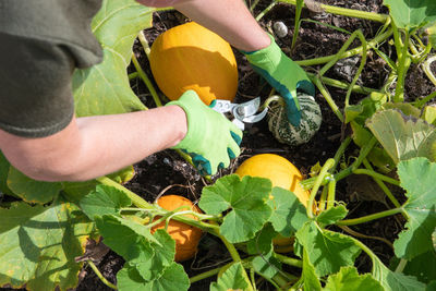 Gardener cuts ripe pumpkins from the leaves with scissors in her garden