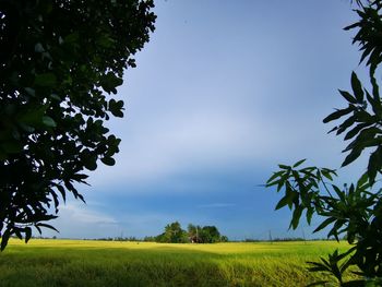 Scenic view of agricultural field against sky