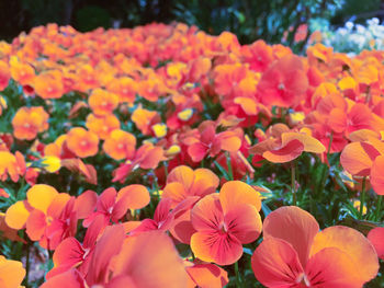 Close-up of flowers blooming outdoors