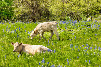 Side view of goats on grassy field