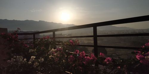 Scenic view of flowering plants against sky during sunset