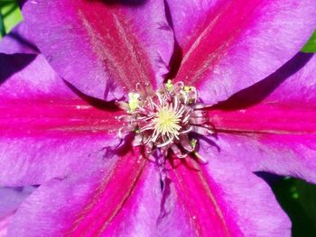 Close-up of pink flower