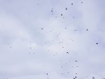 Low angle view of birds flying in sky