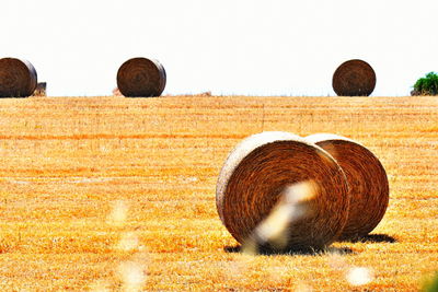 Dried hay bales in cyprus landscapes