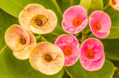 Close-up of pink flowering plants