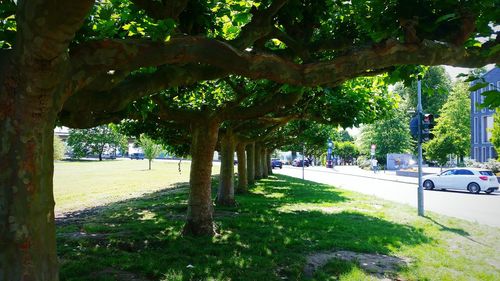 Trees in park