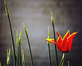 Close-up of red flower