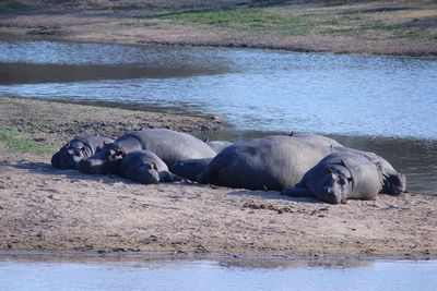 Sleeping hippopotamus