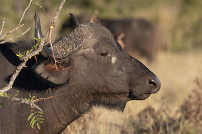 Close-up of a horse on field