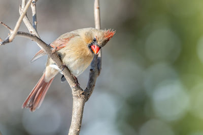 Close-up of bird perching on branch