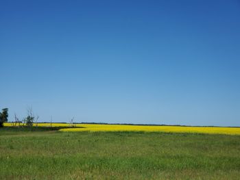 Scenic view of field against clear blue sky