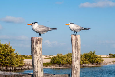 Birds perching on wooden post at beach against sky