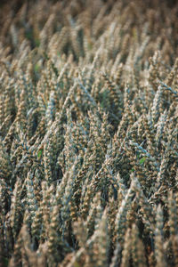 Full frame shot of vineyard