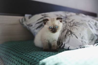 Portrait of kitten relaxing on bed