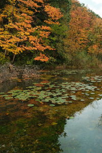Scenic view of lake in forest during autumn
