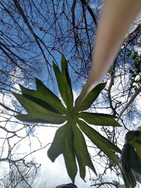 Close-up of bare tree against sky