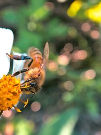 Close-up of bee pollinating on flower