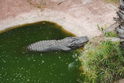 Close-up of turtle swimming in water