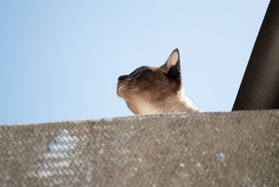 Low angle view of cat on the wall