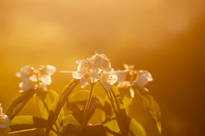 Close-up of yellow flowering plant