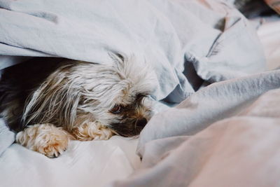 Close-up of dog lying on bed