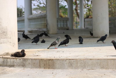 Pigeons perching on footpath