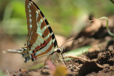 Close-up of butterfly on plant