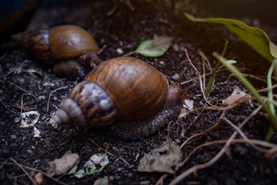 Close-up of snail on land