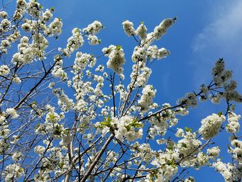 Low angle view of blooming tree against sky