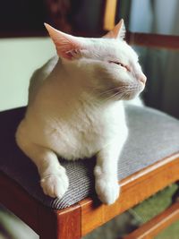 Close-up of a cat looking at home